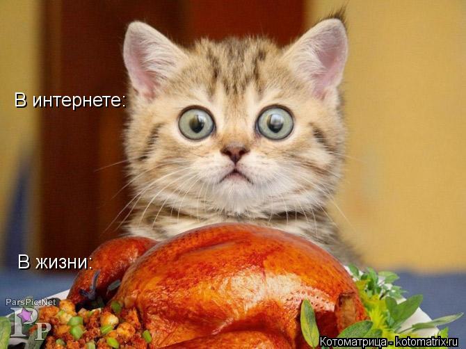 В интернете: В жизни:... Котоматрица: В интернете: В жизни:
