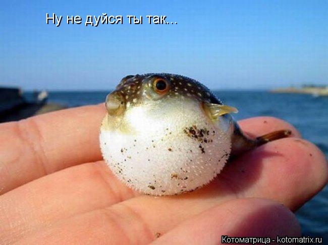 Ну не дуйся ты так...... Котоматрица: Ну не дуйся ты так...