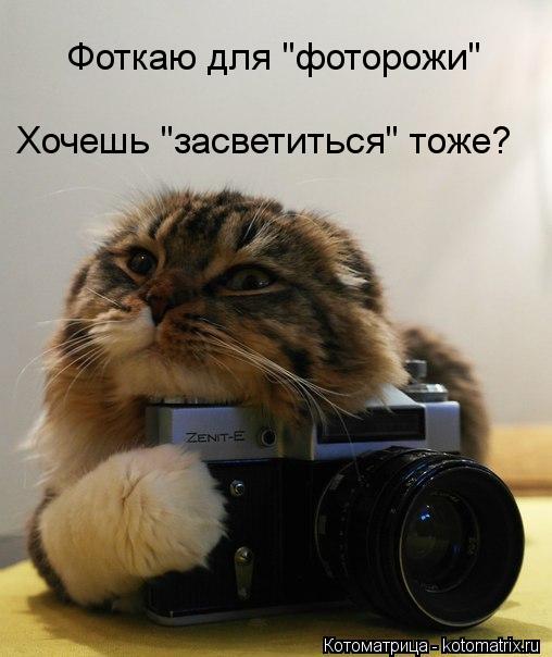 Фоткаю для "фоторожи" Хочешь "засветиться" тоже?... Котоматрица: Фоткаю для "фоторожи" Хочешь "засветиться" тоже?