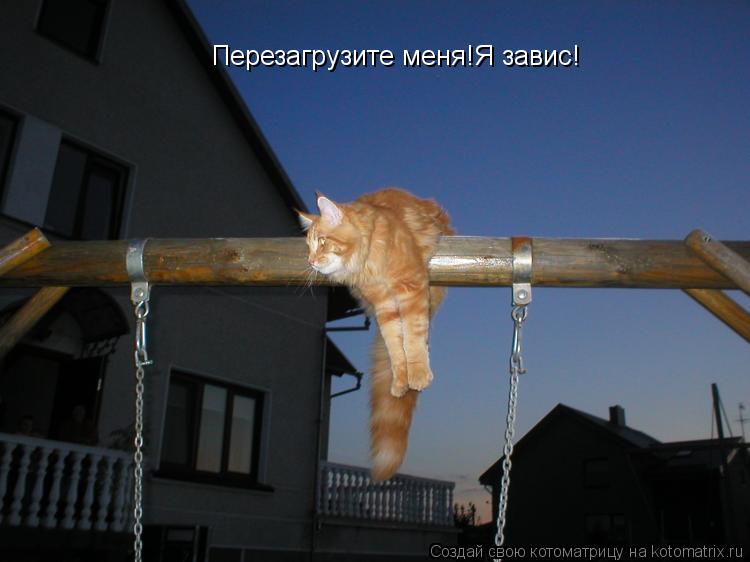 Перезагрузите меня!Я завис!... Котоматрица: Перезагрузите меня!Я завис!