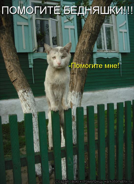 ПОМОГИТЕ БЕДНЯШКИ!!! -Помогите мне!... Котоматрица: ПОМОГИТЕ БЕДНЯШКИ!!! -Помогите мне!