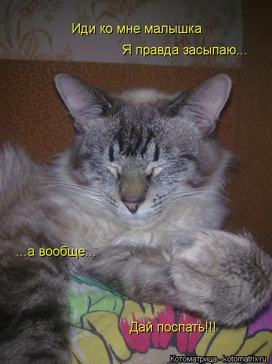 Иди ко мне малышка Я правда засыпаю... ...а вообще... Дай поспать!!!... Котоматрица: Иди ко мне малышка Я правда засыпаю... ...а вообще... Дай поспать!!!