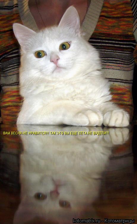 ВАМ ВЕСНА НЕ НРАВИТСЯ!!! ТАК ЭТО ВЫ ЕЩЕ ЛЕТА НЕ ВИДЕЛИ!!!... Котоматрица: ВАМ ВЕСНА НЕ НРАВИТСЯ!!! ТАК ЭТО ВЫ ЕЩЕ ЛЕТА НЕ ВИДЕЛИ!!!
