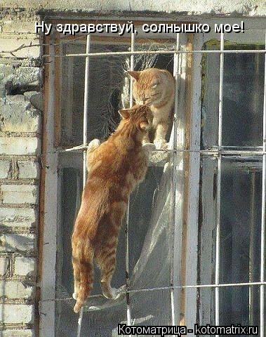 Ну здравствуй, солнышко мое!... Котоматрица: Ну здравствуй, солнышко мое!