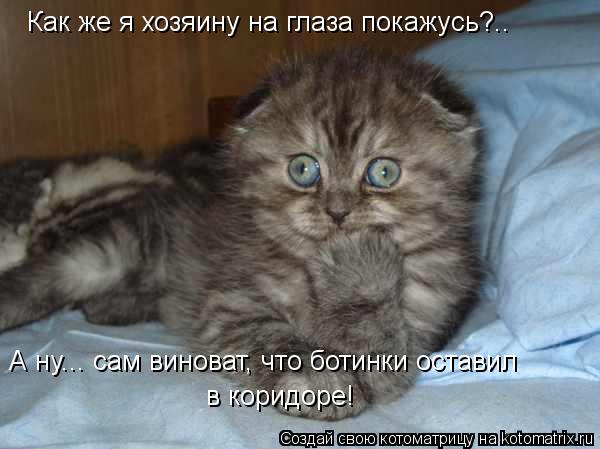 Как же я хозяину на глаза покажусь?.. А ну... сам виноват, что ботинки оставил в коридоре!... Котоматрица: Как же я хозяину на глаза покажусь?.. А ну... сам виноват, что ботинки оставил в коридоре!