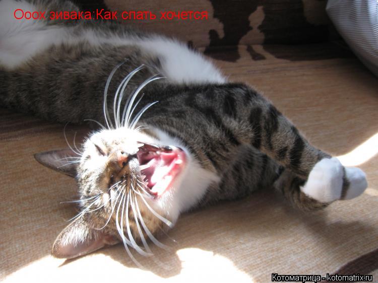 Ооох зивака:Как спать хочется... Котоматрица: Ооох зивака:Как спать хочется