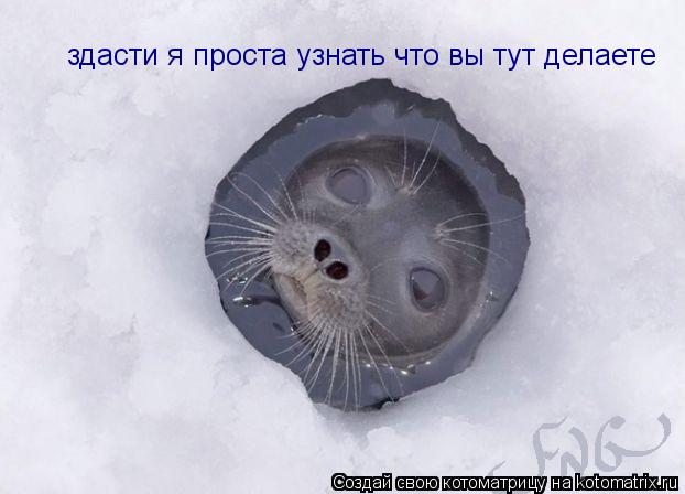 здасти я проста узнать что вы тут делаете... Котоматрица: здасти я проста узнать что вы тут делаете