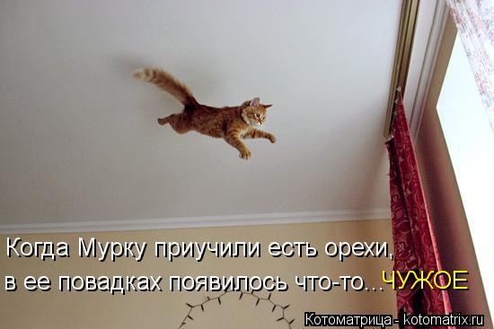 Когда Мурку приучили есть орехи, в ее повадках появилось что-то... ЧУЖОЕ... Котоматрица: Когда Мурку приучили есть орехи, в ее повадках появилось что-то... ЧУЖОЕ