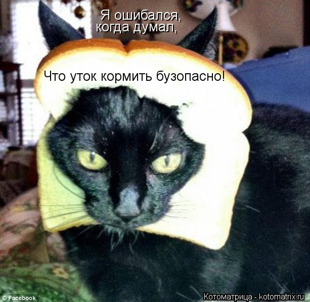 Котоматрица: Я ошибался, когда думал, Что уток кормить бузопасно!