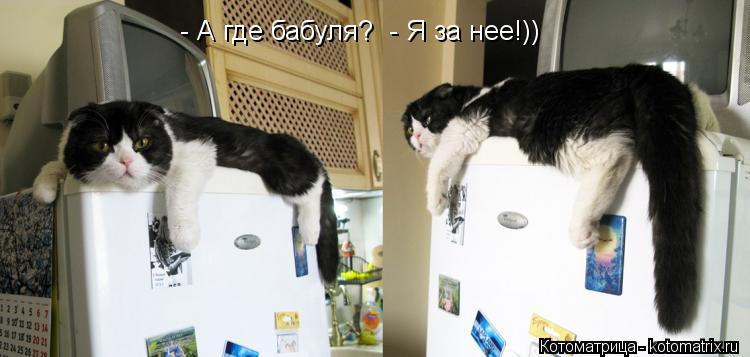 - А где бабуля? - Я за нее!))... Котоматрица: - А где бабуля? - Я за нее!))