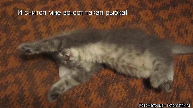 И снится мне во-оот такая рыбка!... Котоматрица: И снится мне во-оот такая рыбка!