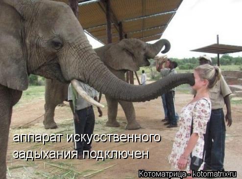 аппарат искусственного задыхания подключен... Котоматрица: аппарат искусственного задыхания подключен