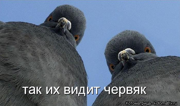 так их видит червяк... Котоматрица: так их видит червяк