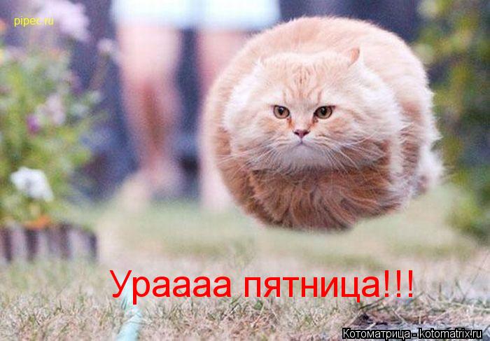 Ураааа пятница!!!... Котоматрица: Ураааа пятница!!!