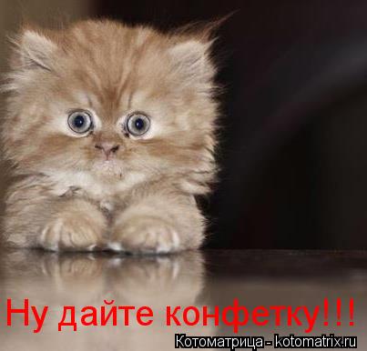Ну дайте конфетку!!!... Котоматрица: Ну дайте конфетку!!!