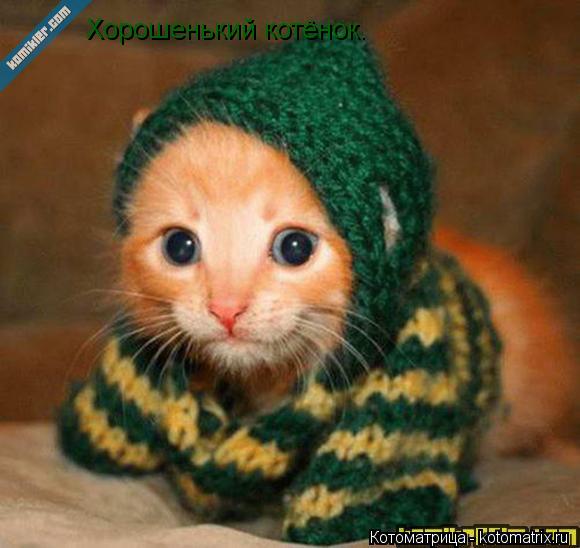 Хорошенький котёнок.... Котоматрица: Хорошенький котёнок.