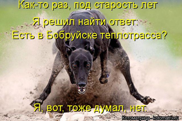 Как-то раз, под старость лет Я решил найти ответ: Есть в Бобруйске теплотрасса? Я, вот, тоже думал, н... Котоматрица: Как-то раз, под старость лет Я решил найти ответ: Есть в Бобруйске теплотрасса? Я, вот, тоже думал, нет.