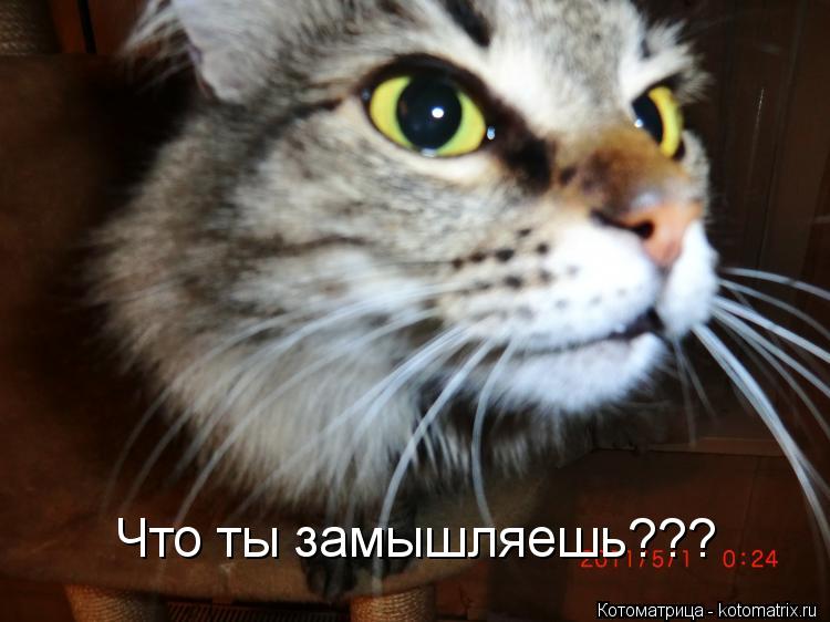 Что ты замышляешь???... Котоматрица: Что ты замышляешь???