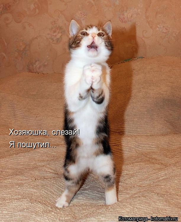 Хозяюшка, слезай! Я пошутил...... Котоматрица: Хозяюшка, слезай! Я пошутил...