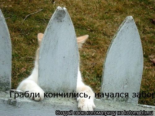 Грабли кончились, начался забор... Котоматрица: Грабли кончились, начался забор