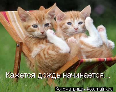 Кажется дождь начинается... Кажется дождь начинается...... Котоматрица: Кажется дождь начинается... Кажется дождь начинается...