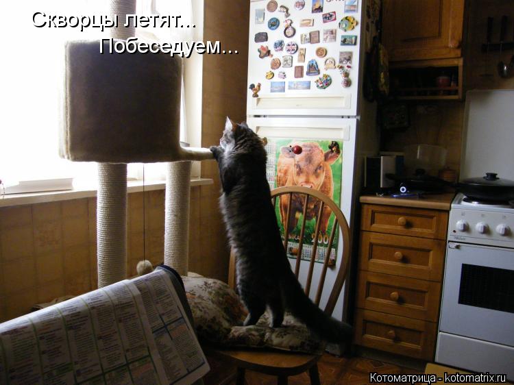 Скворцы летят... Побеседуем...... Котоматрица: Скворцы летят... Побеседуем...