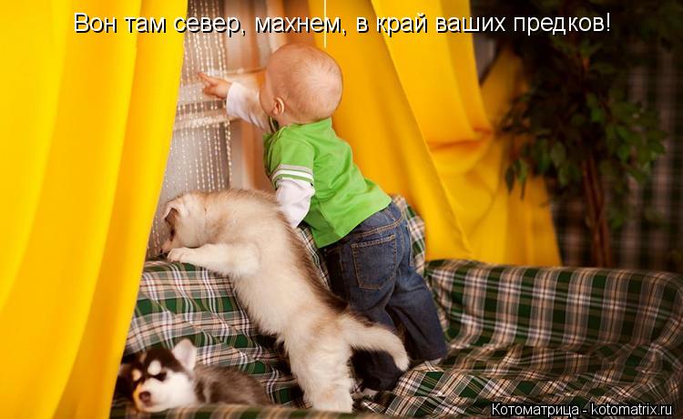 Вон там север, махнем, в край ваших предков!... Котоматрица: Вон там север, махнем, в край ваших предков!