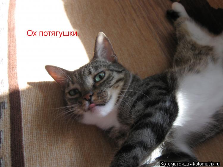 Ох потягушки.... Котоматрица: Ох потягушки.