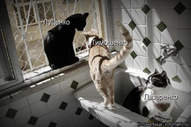 Луценко Тимошенко Лазаренко... Котоматрица: Луценко Тимошенко Лазаренко