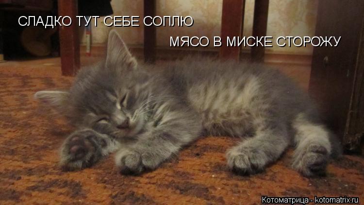 СЛАДКО ТУТ СЕБЕ СОПЛЮ МЯСО В МИСКЕ СТОРОЖУ... Котоматрица: СЛАДКО ТУТ СЕБЕ СОПЛЮ МЯСО В МИСКЕ СТОРОЖУ