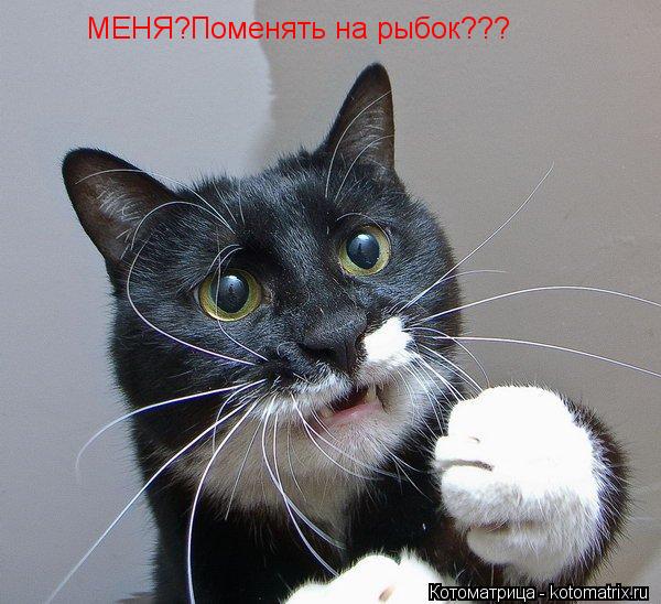 МЕНЯ?Поменять на рыбок???... Котоматрица: МЕНЯ?Поменять на рыбок???