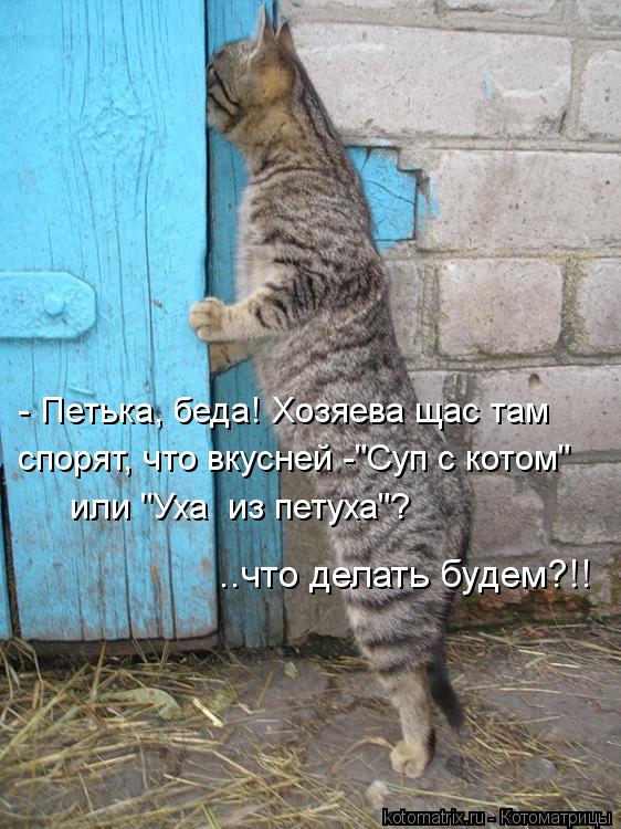 Котоматрица: - Петька, беда! Хозяева щас там спорят, что вкусней -"Суп с котом" или "Уха  из петуха"? ..что делать будем?!!