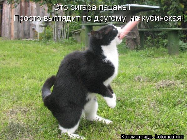 Просто выглядит по другому, не кубинская! Это сигара пацаны!... Котоматрица: Просто выглядит по другому, не кубинская! Это сигара пацаны!