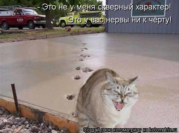 - Это не у меня скверный характер! Это у вас нервы ни к чёрту!... Котоматрица: - Это не у меня скверный характер! Это у вас нервы ни к чёрту!