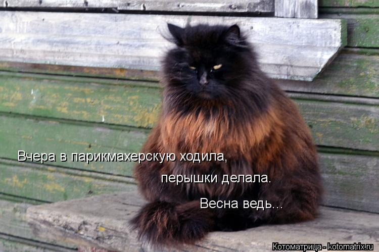 Котоматрица: Вчера в парикмахерскую ходила, перышки делала. Весна ведь...