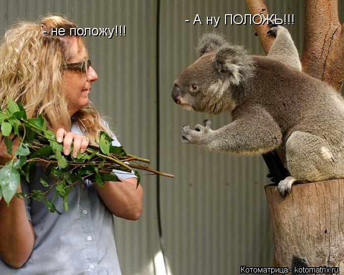 - А ну ПОЛОЖЬ!!! - не положу!!!... Котоматрица: - А ну ПОЛОЖЬ!!! - не положу!!!