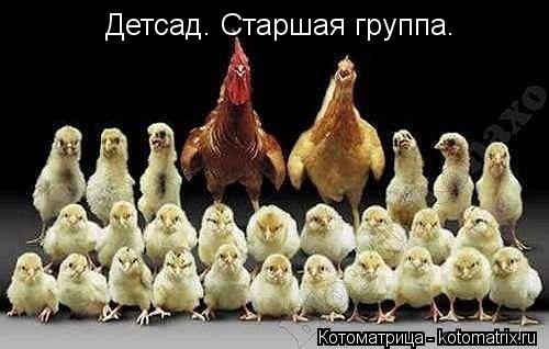 Детсад. Старшая группа.... Котоматрица: Детсад. Старшая группа.