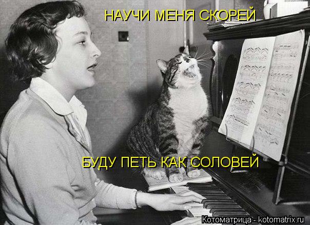 НАУЧИ МЕНЯ СКОРЕЙ БУДУ ПЕТЬ КАК СОЛОВЕЙ... Котоматрица: НАУЧИ МЕНЯ СКОРЕЙ БУДУ ПЕТЬ КАК СОЛОВЕЙ