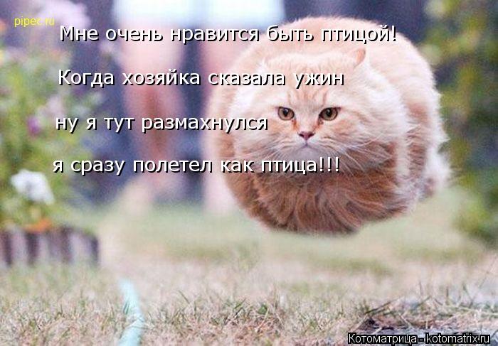 я сразу полетел как птица!!! ну я тут размахнулся Когда хозяйка сказала ужин Мне очень нравится быть ... Котоматрица: я сразу полетел как птица!!! ну я тут размахнулся Когда хозяйка сказала ужин Мне очень нравится быть птицой!
