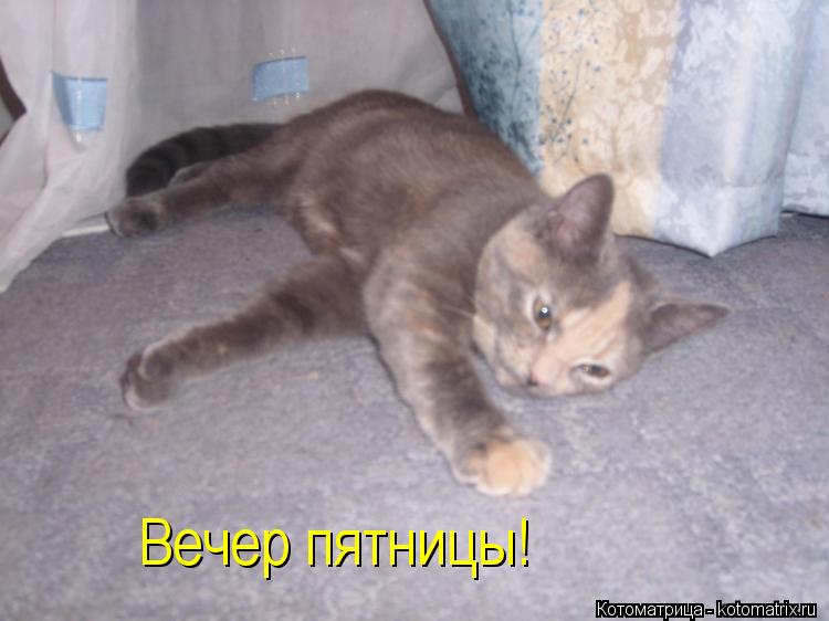 Котоматрица: Вечер пятницы!