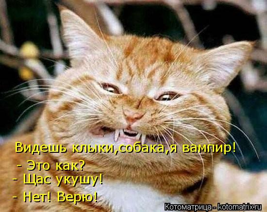 Котоматрица: Видешь клыки,собака,я вампир Видешь клыки,собака,я вампир! - Это как? - Щас укушу! - Нет! Верю!