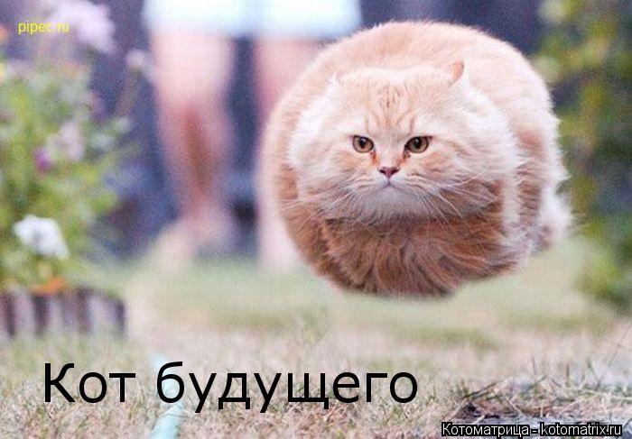 Котоматрица: Кот будущего