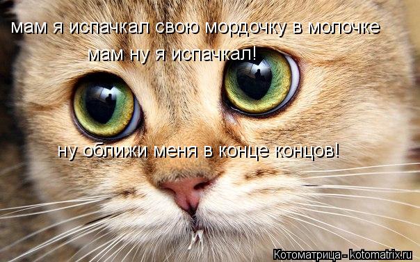 Котоматрица: мам я испачкал свою мордочку в молочке мам ну я испачкал! ну оближи меня в конце концов!