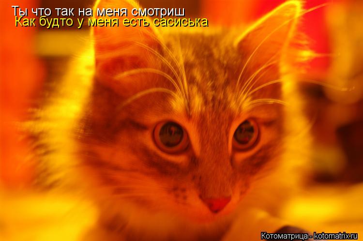 Котоматрица: Ты что так на меня смотриш  Как будто у меня есть сасиська