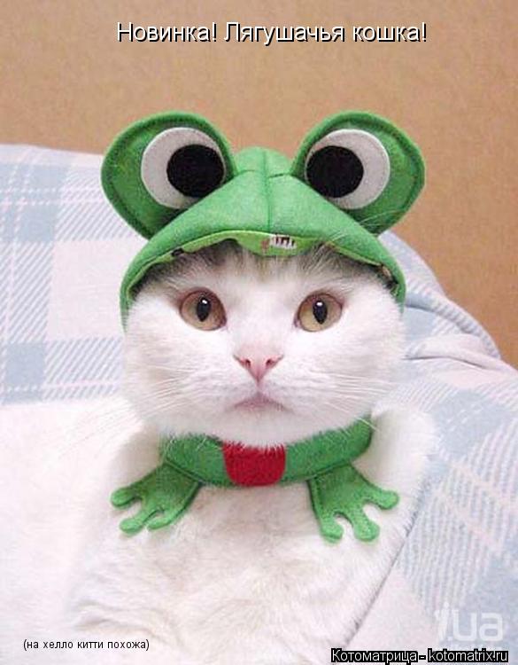 Котоматрица: Новинка! Лягушачья кошка! (на хелло китти похожа)