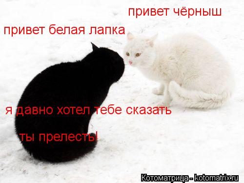 Котоматрица: привет белая лапка привет чёрныш я давно хотел тебе сказать ты прелесть!