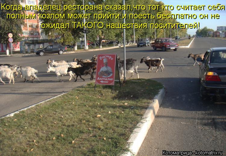 Котоматрица: Когда владелец ресторана сказал,что тот кто считает себя  полным козлом может прийти и поесть бесплатно он не  ожидал ТАКОГО нашествия поси