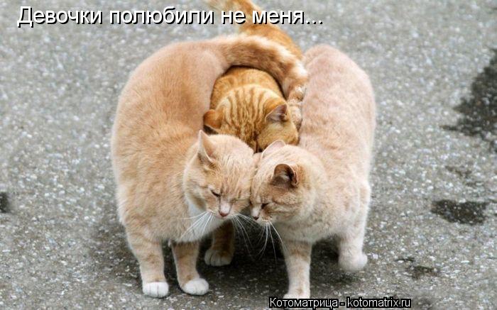 Девочки полюбили не меня...... Котоматрица: Девочки полюбили не меня...
