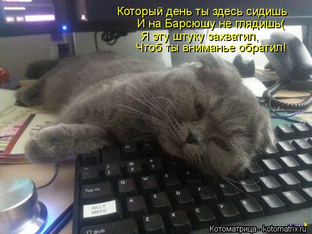 Котоматрица: Который день ты здесь сидишь И на Барсюшу не глядишь( Я эту штуку захватил, Чтоб ты вниманье обратил!