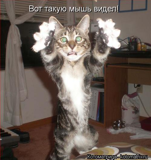 Котоматрица: Вот такую мышь видел!